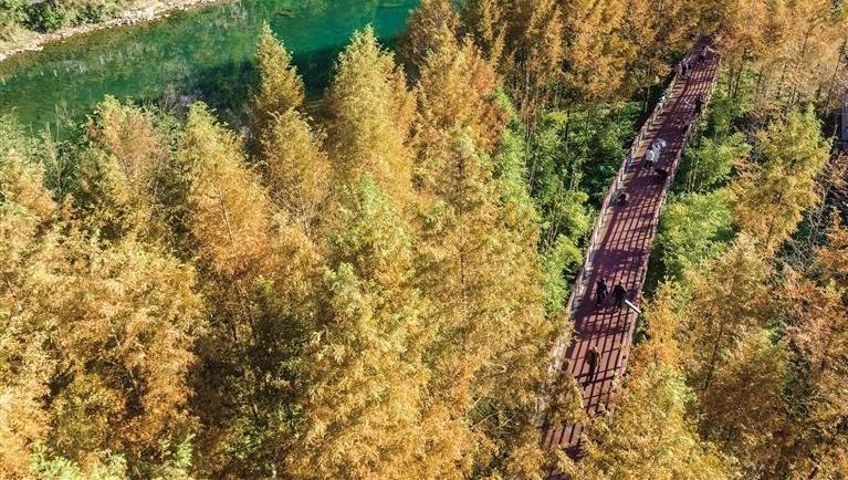 濕地水杉 冬景如畫